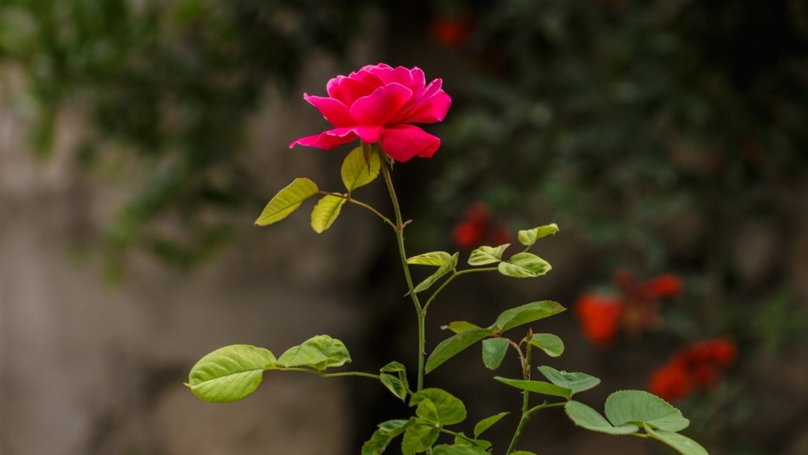 The Wisdom of Rose Dieta