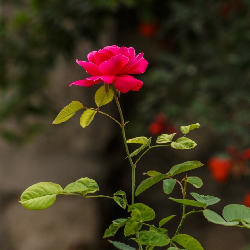 The Wisdom of Rose Dieta