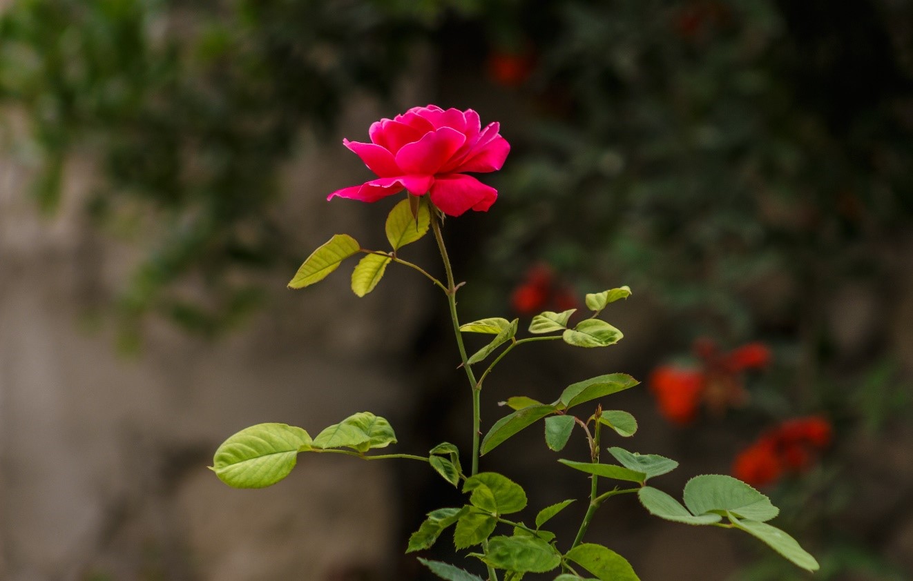 The Wisdom of Rose Dieta